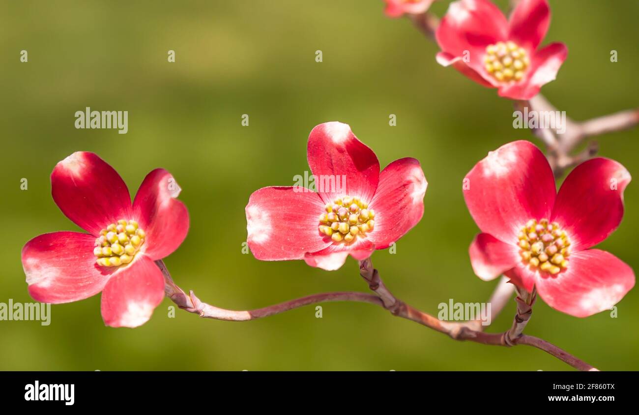 Arbres à cornouiller roses fleuris à Swissvale, Pennsylvanie, États-Unis avec un arrière-plan flou Banque D'Images