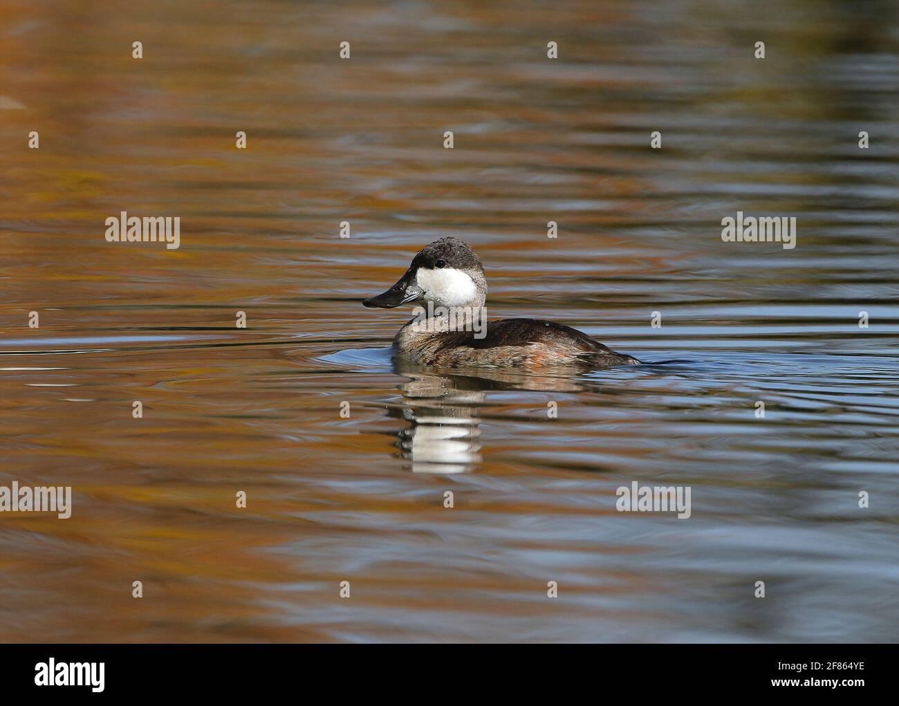 Un drake de Ruddy Duck dans un plumage non reproducteur, nageant dans un lac aux couleurs d'automne au mois d'octobre. Banque D'Images
