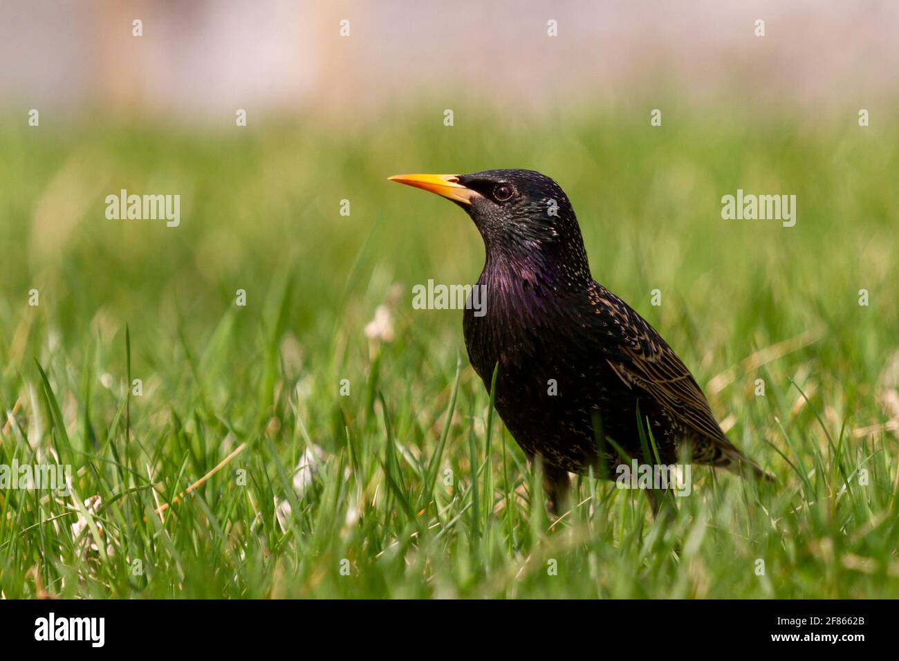 Sturnus vulgaris, oiseau d'étoiles commun est un oiseau de chant qui est introduit en Amérique du Nord. Il s'agit d'un songbird de couleur sombre qui vit dans les zones ouvertes et Banque D'Images