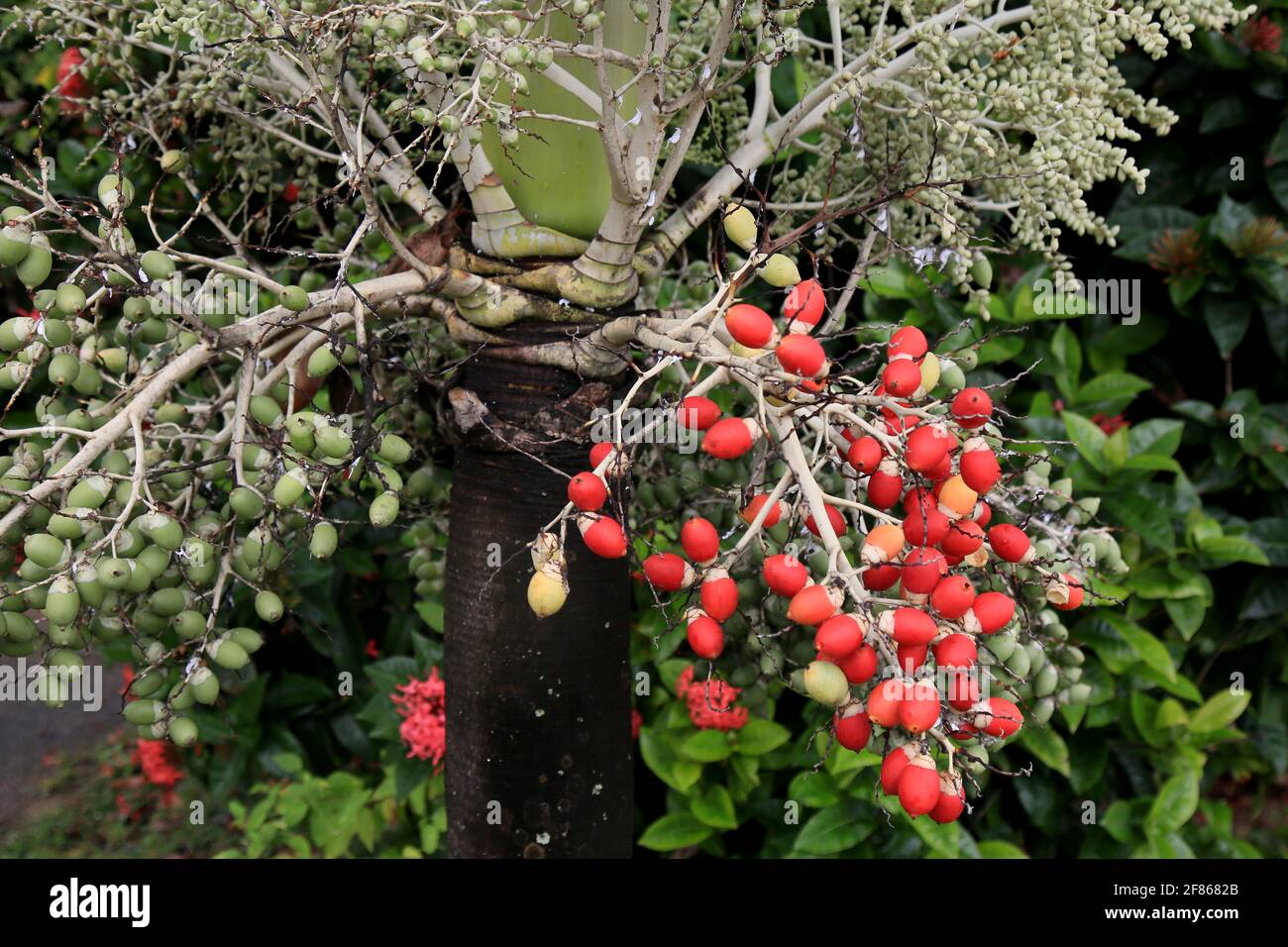 salvador-bahia-br-sil-15-janvier-2021-le-fruit-du-palmier