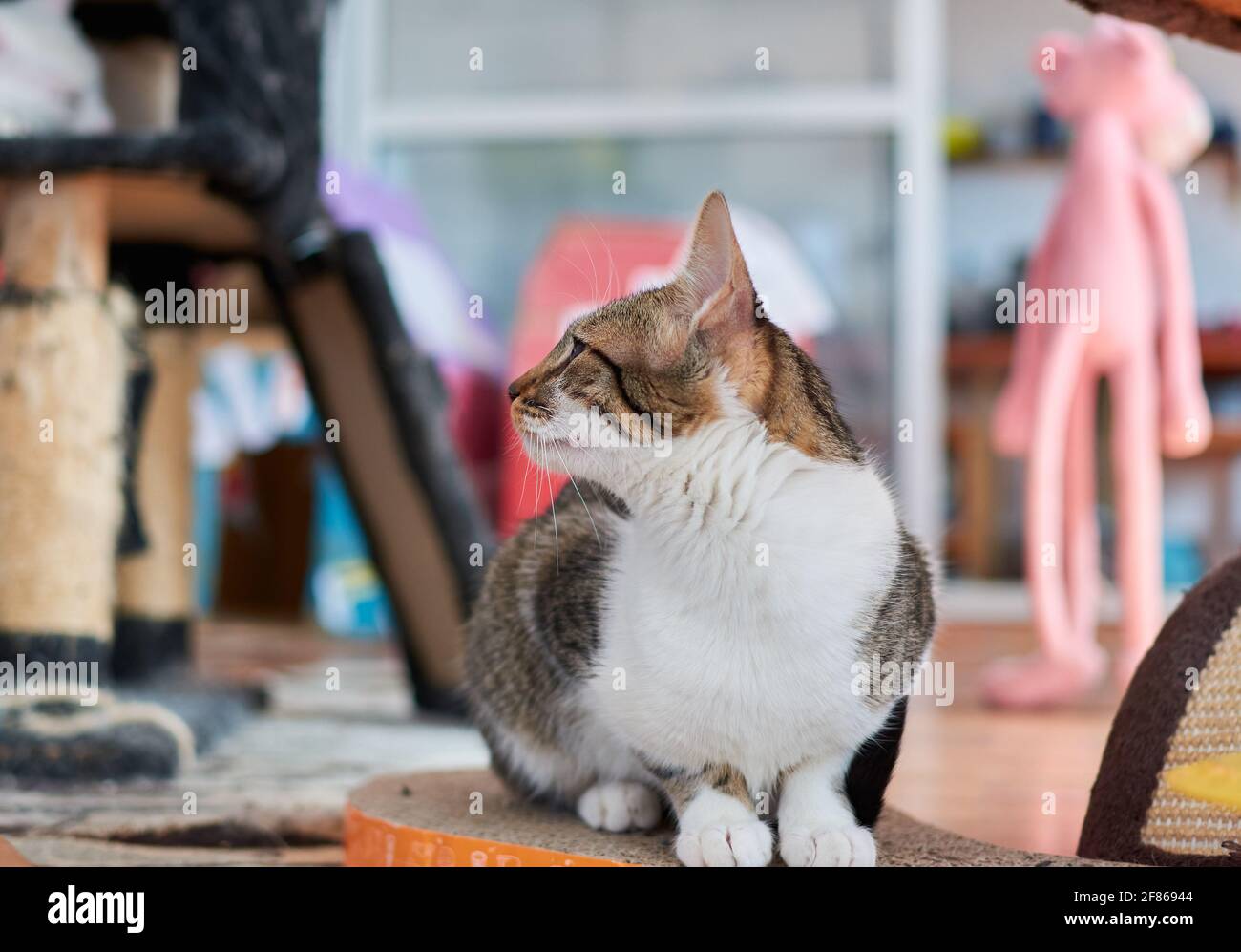 Photo sélective d'un adorable chat européen dans un chatterie Banque D'Images