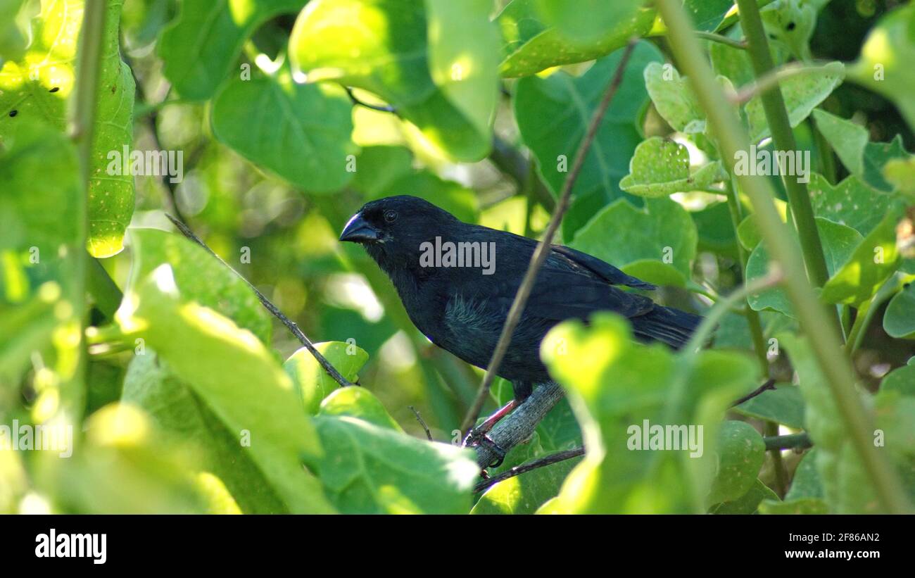 finch de Darwin perché dans un arbre à la gare de Darwin à Puerto Ayora, île de Santa Cruz, Galapagos, Équateur Banque D'Images
