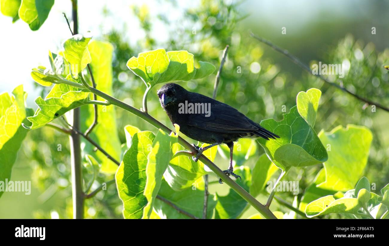 finch de Darwin perché dans un arbre à la gare de Darwin à Puerto Ayora, île de Santa Cruz, Galapagos, Équateur Banque D'Images