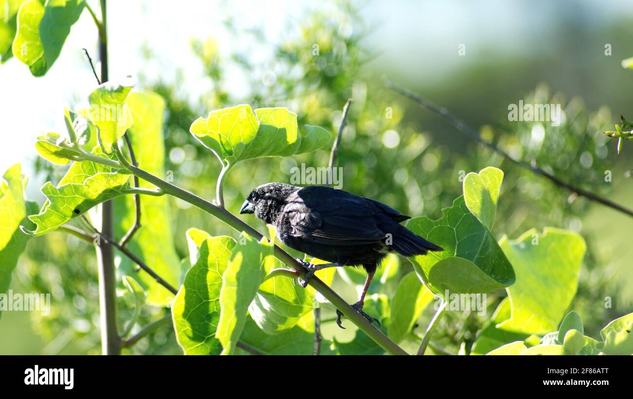 finch de Darwin perché dans un arbre à la gare de Darwin à Puerto Ayora, île de Santa Cruz, Galapagos, Équateur Banque D'Images