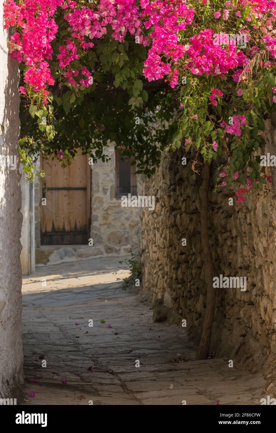 Picturesquare col étroit avec bougainvillea fleurs dans Old Datca, Turquie Banque D'Images
