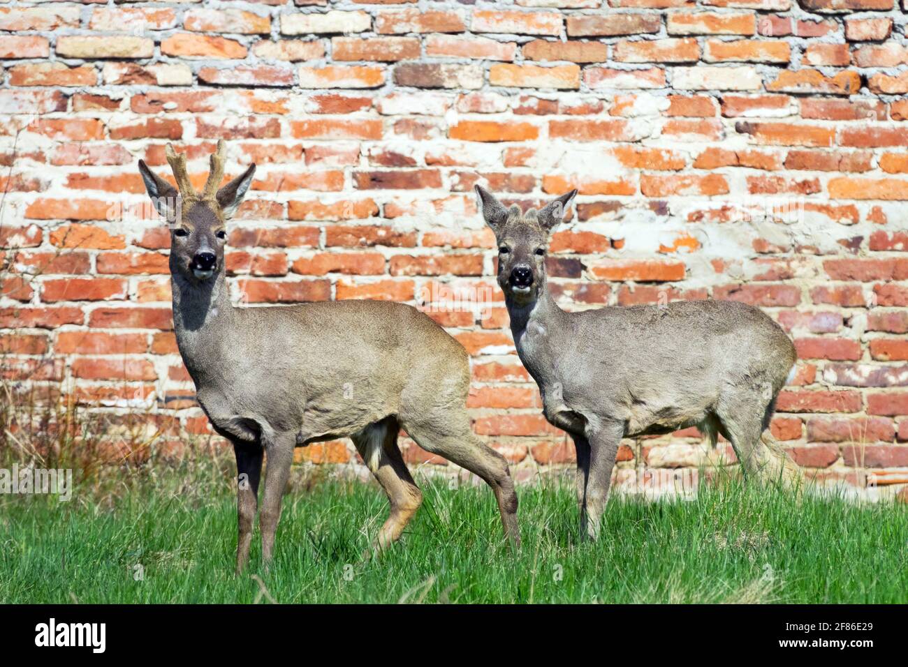 Deux chevreuils en buck au mur de briques Banque D'Images