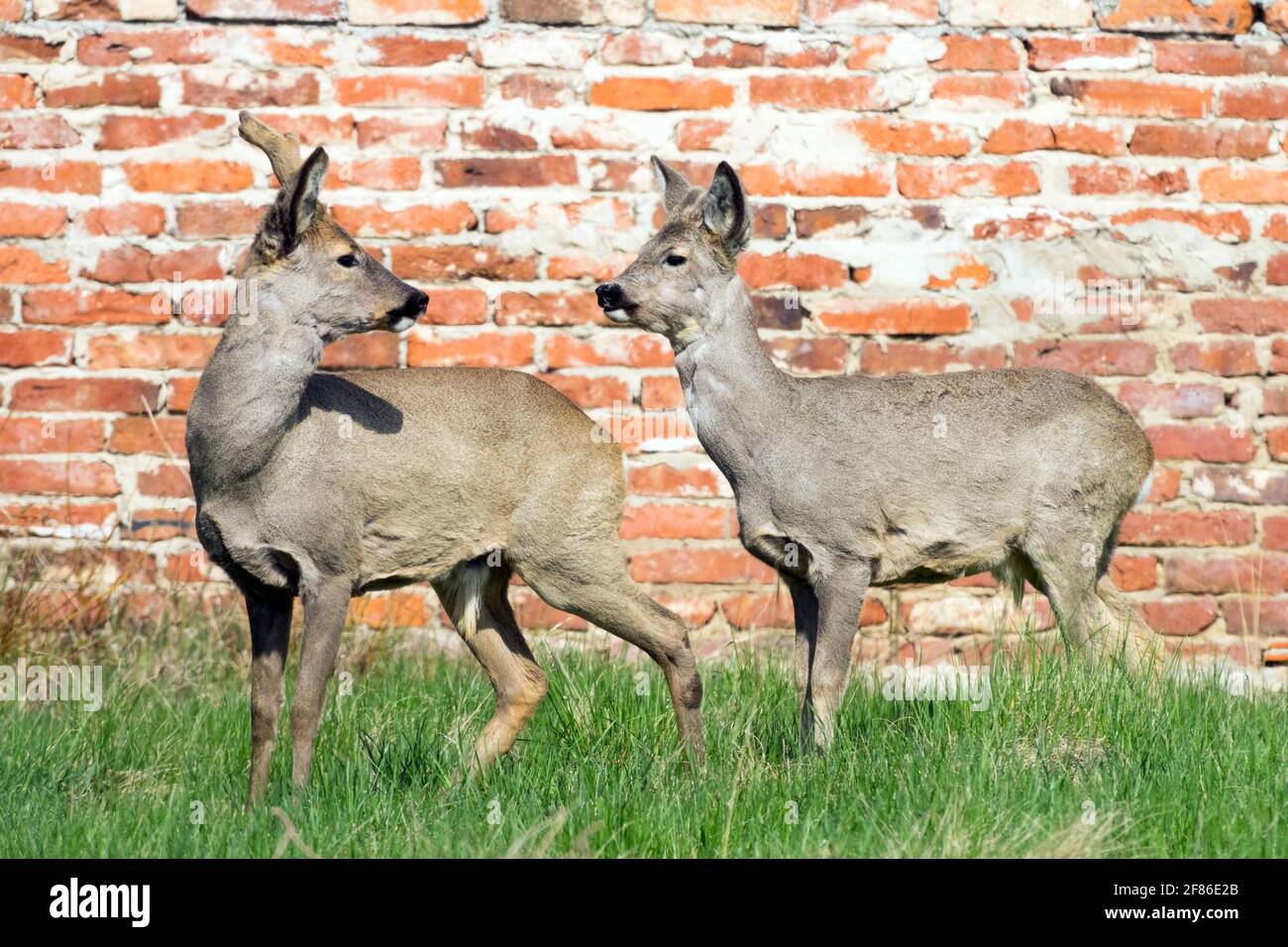 Capreolus capreolus mâle, plus âgé et plus jeune chevreuil de buck animaux urbains de la faune Banque D'Images