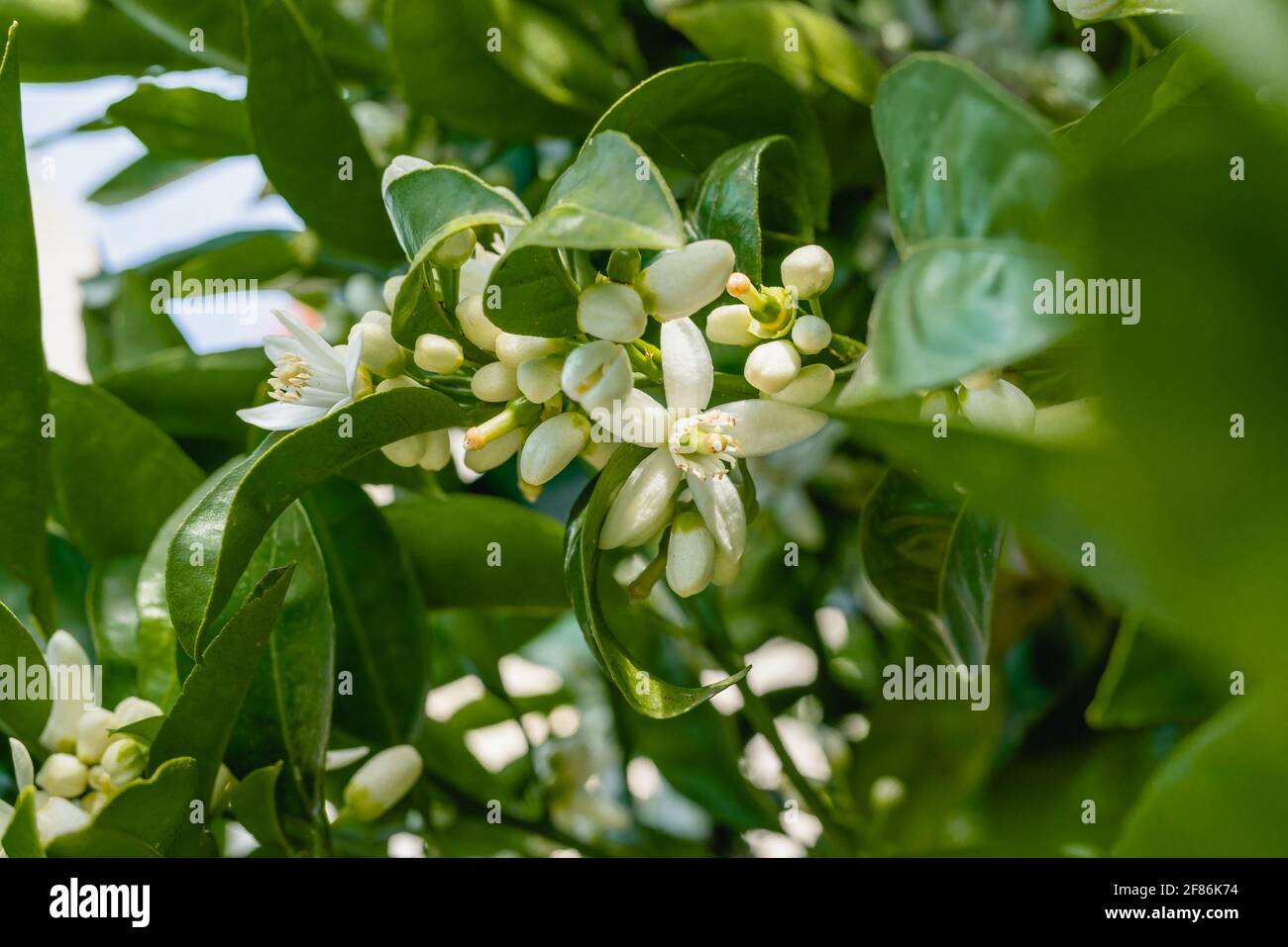 Orange arbre avec de belles fleurs blanches en fleur, gros plan dans le jardin, saison du printemps Banque D'Images