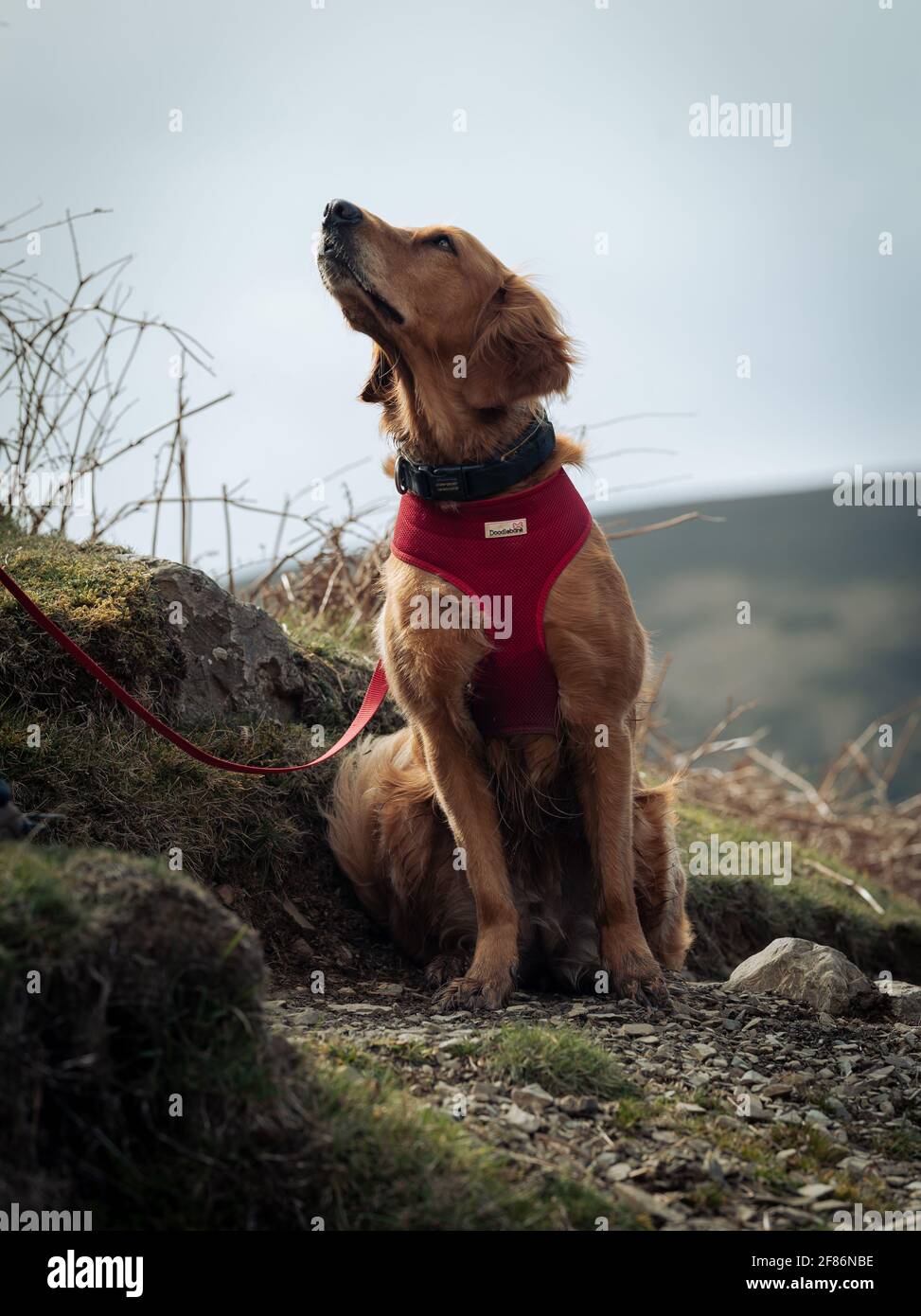 Golden Retreiver sur une promenade dans les collines Banque D'Images