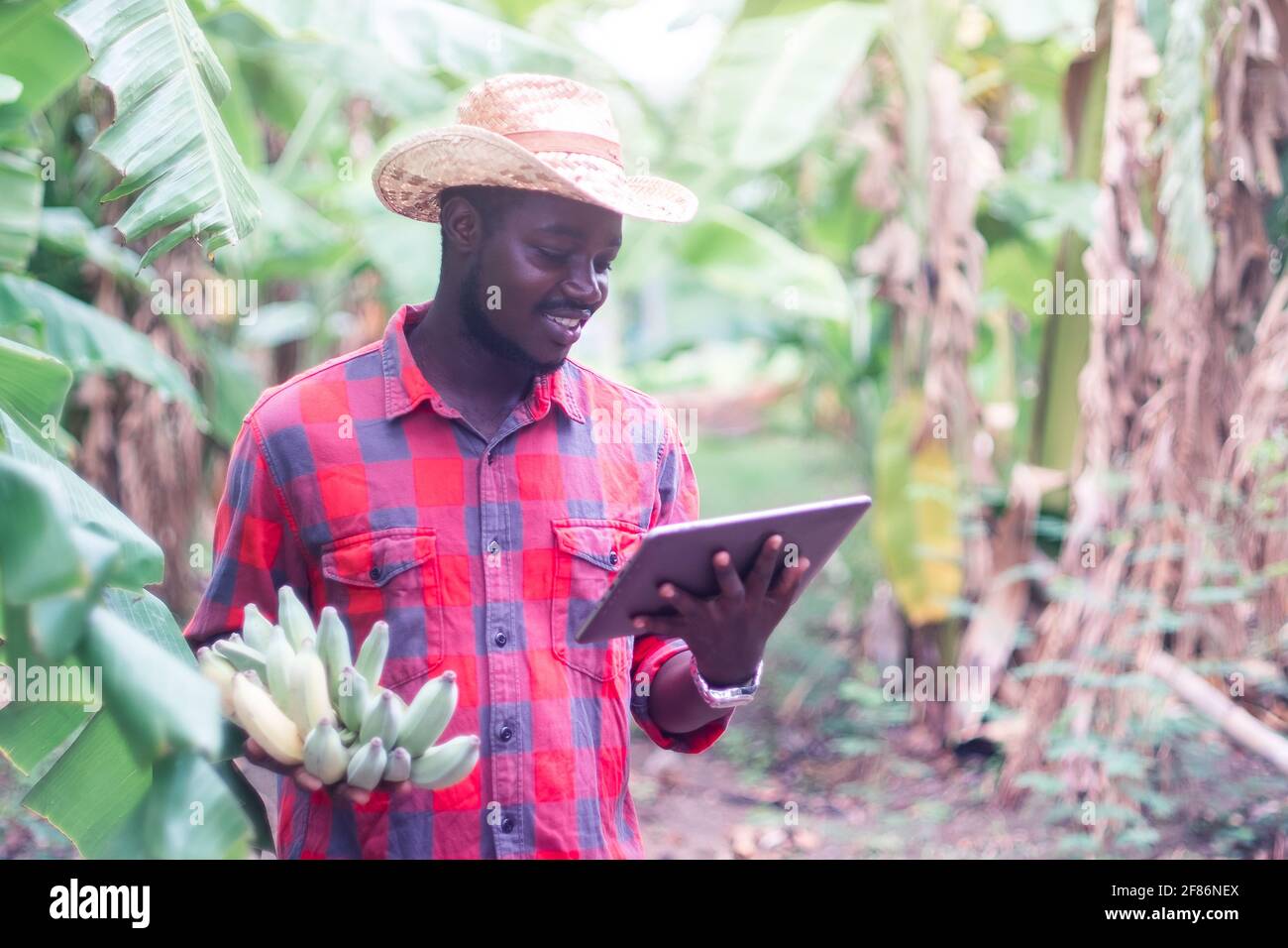 Agriculteur africain utilisant la tablette avec la tenue de banane à la  ferme biologique Photo Stock - Alamy