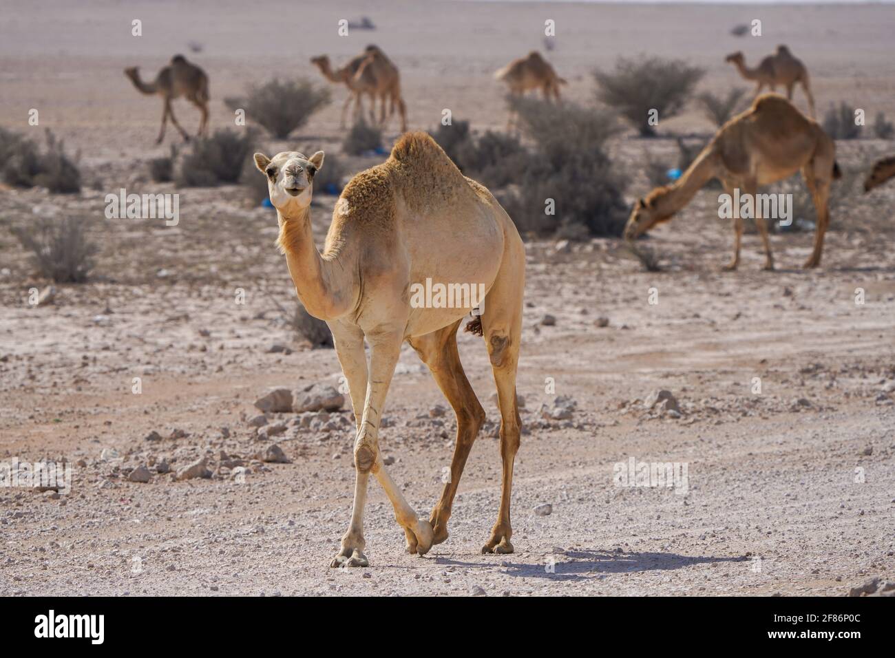 Chameaux marchant dans le désert, dans le sud-ouest du Qatar Banque D'Images