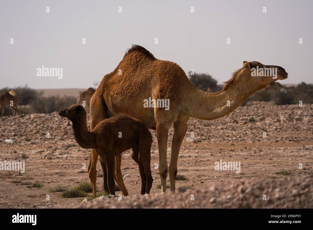 Chameaux marchant dans le désert, dans le sud-ouest du Qatar Banque D'Images