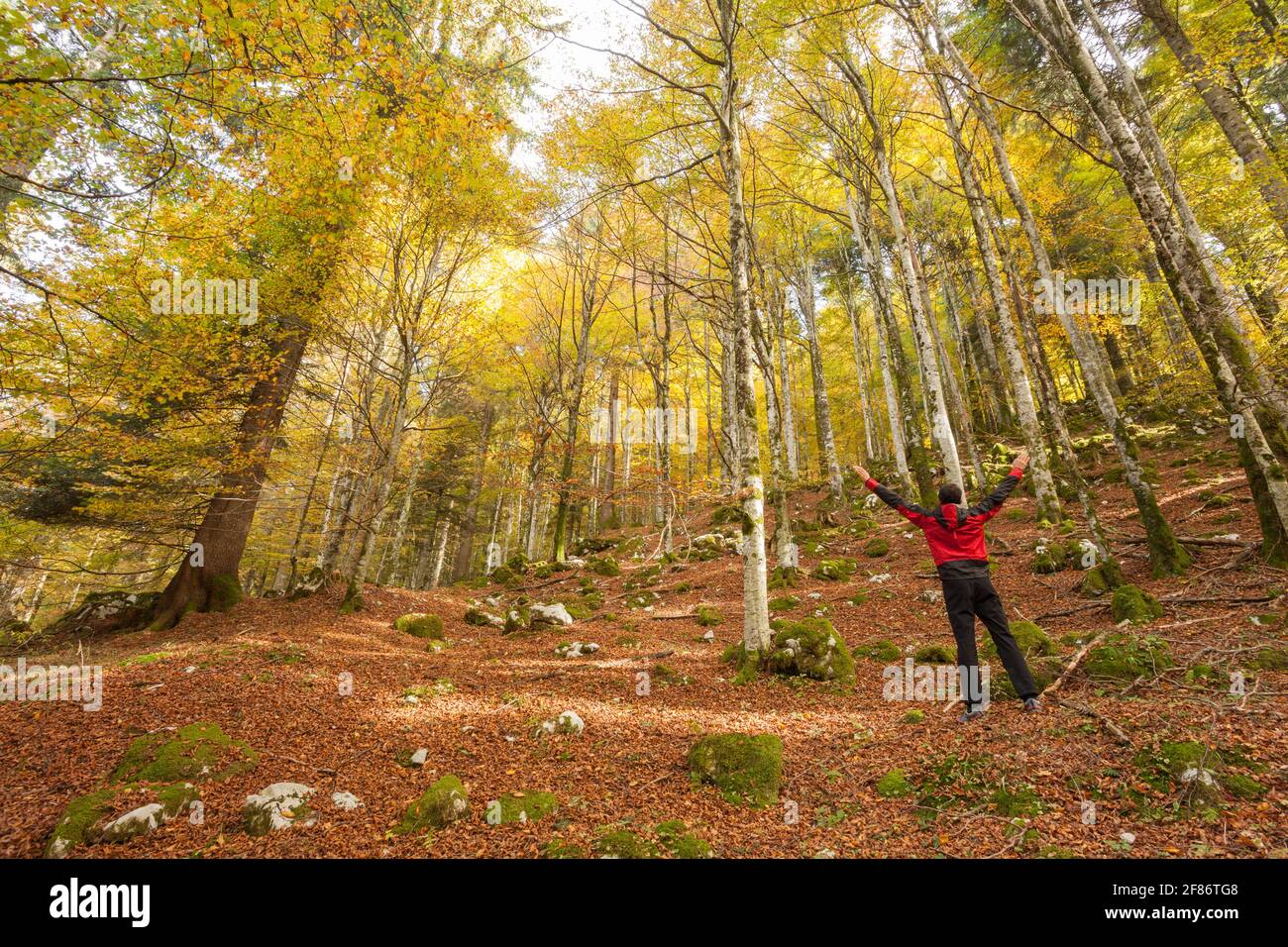 Un trekker marchant seul dans la forêt dans un soleil jour d'automne Banque D'Images