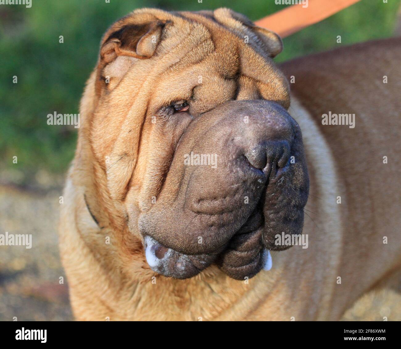 Shar Pei Head Banque D'Images