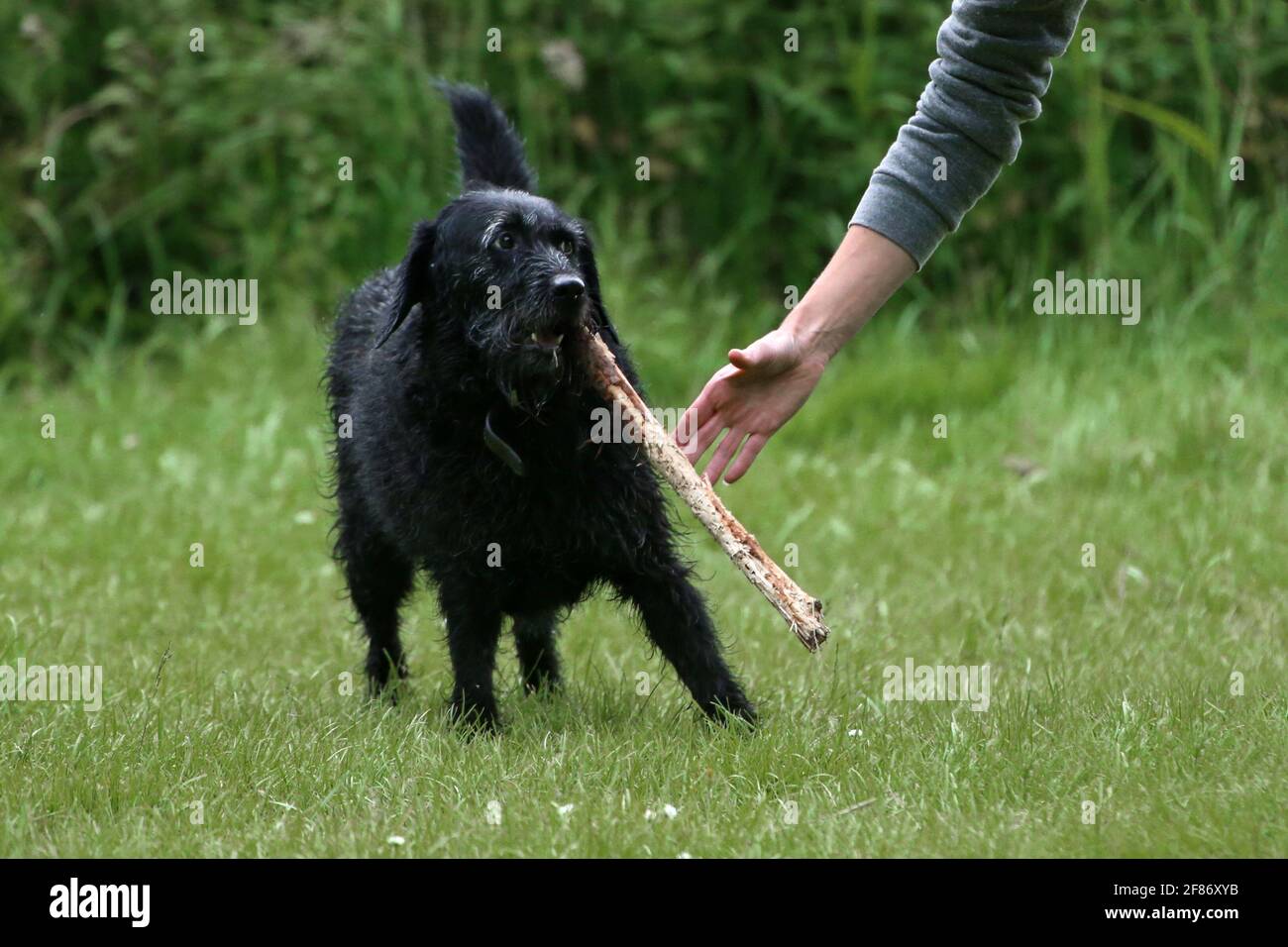 Chien avec bâton Banque D'Images