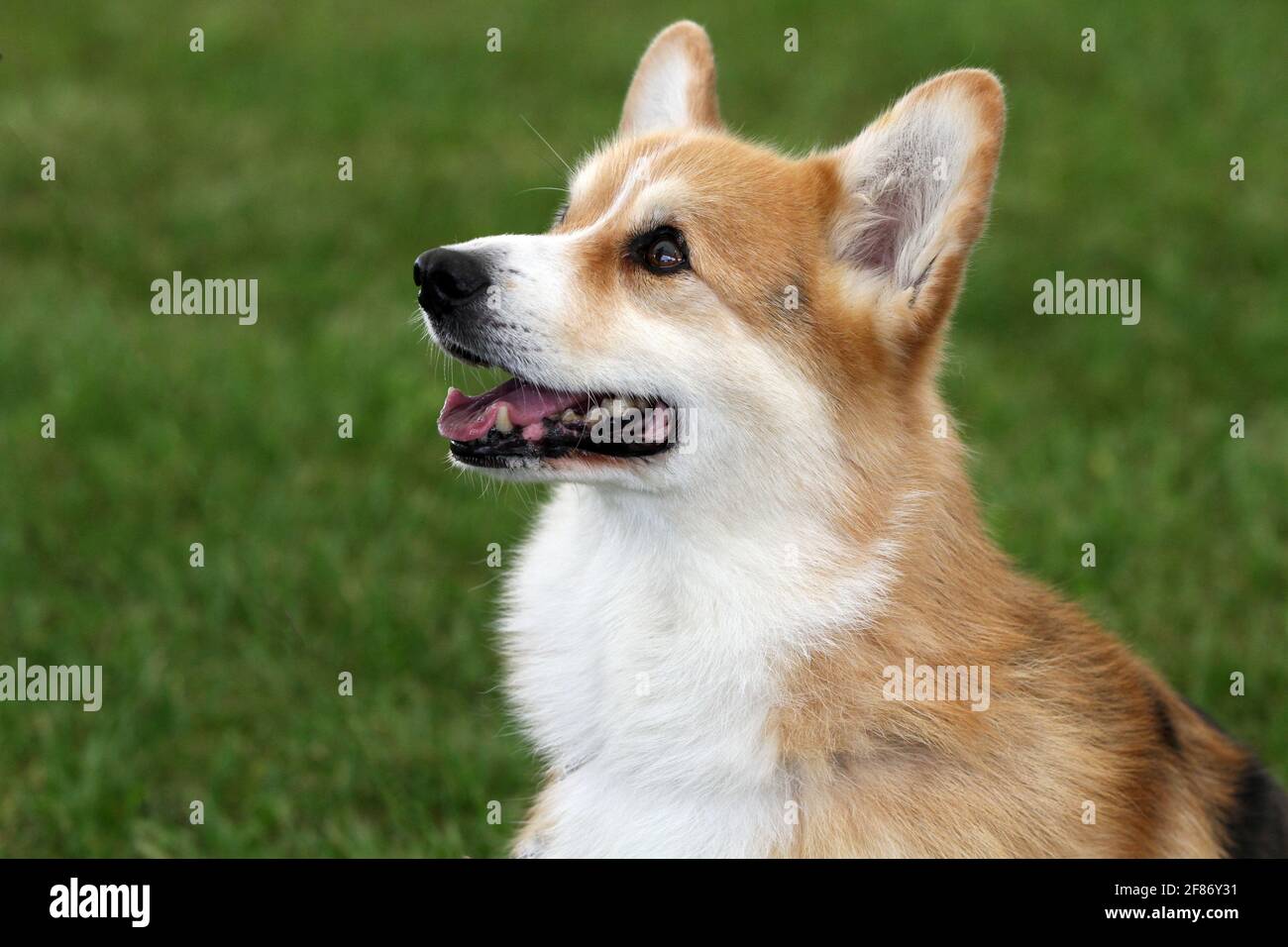 Pembroke Welsh Corgi Banque D'Images