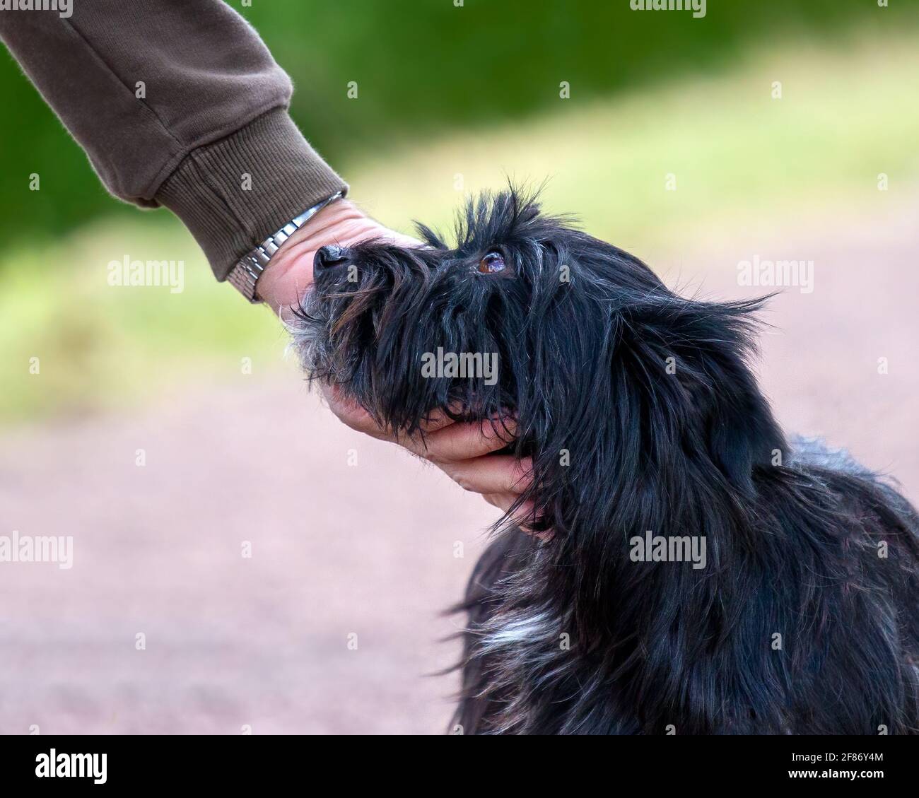 Mans meilleur ami Banque D'Images