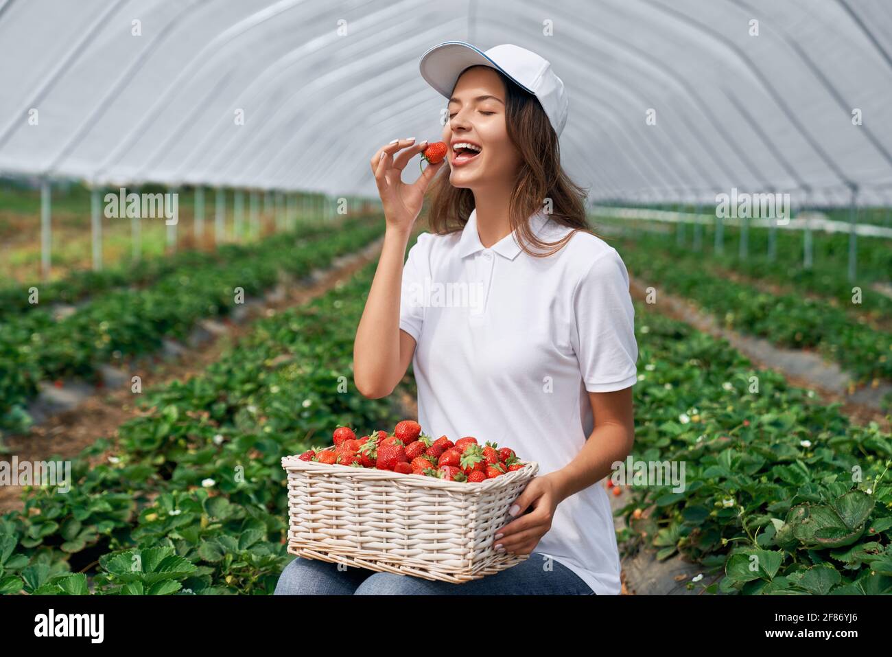 Vue latérale de la femme qui s'accroupissent récolte des fraises en serre. Un adorable employé de terrain pose dans un chapeau blanc et goûte des baies juste cueillies. Concept de fruits biologiques. Banque D'Images