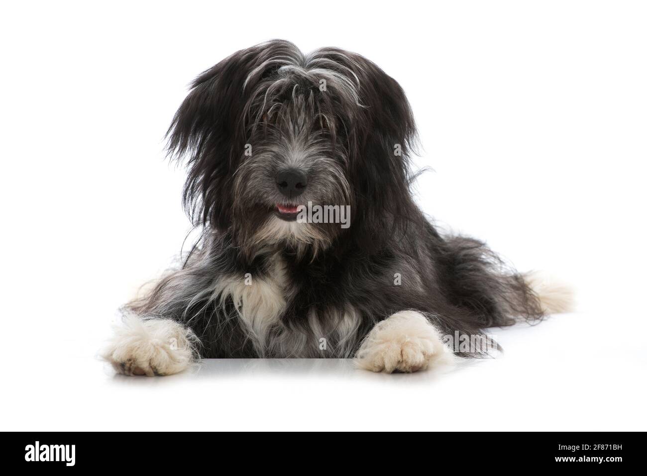 joli chien de race croisée isolé sur fond blanc Banque D'Images