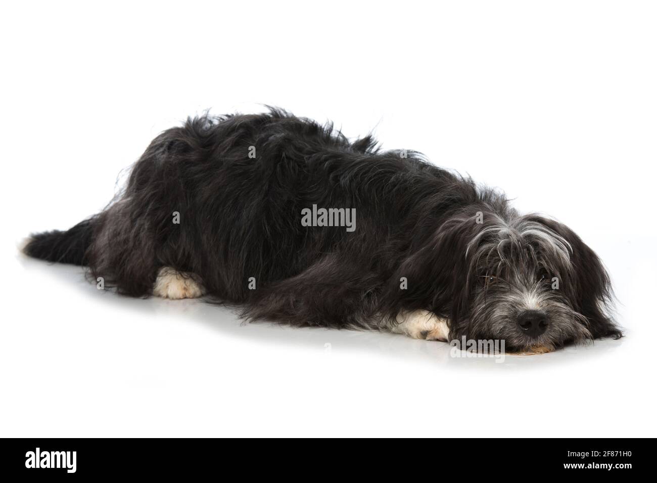 joli chien de race croisée isolé sur fond blanc Banque D'Images