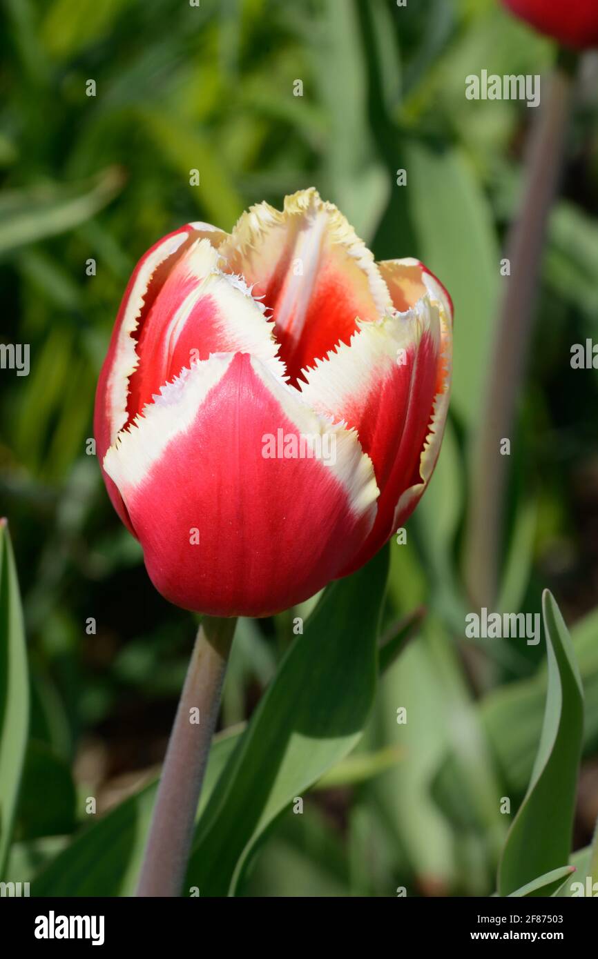 Tulipa Canasta Groupe à franges tulipe rouge et blanche avec forte bordure à franges Banque D'Images