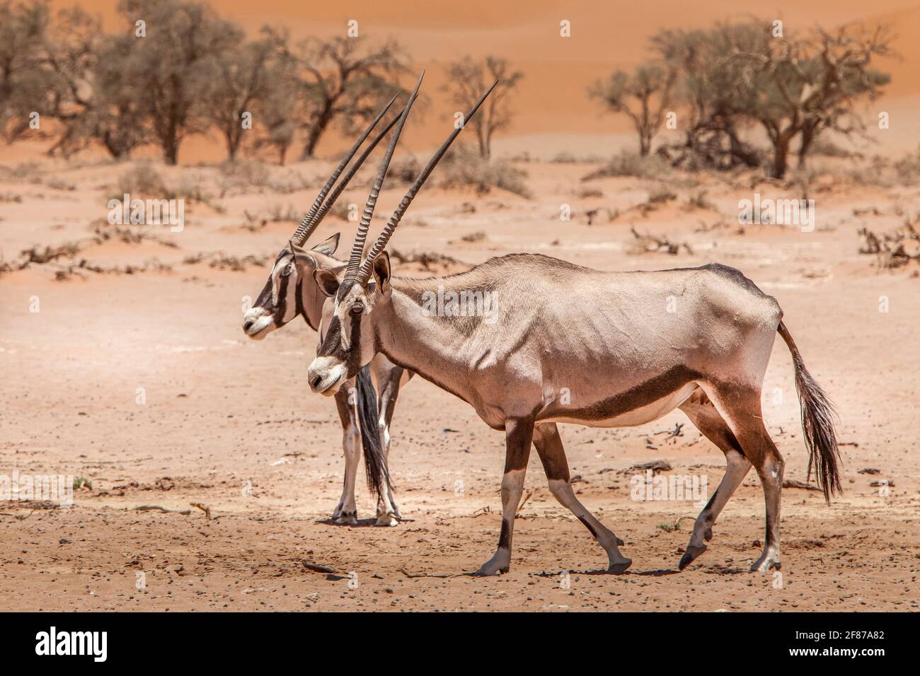 Oryx sud-africain à Sossusvlei, Oryx gazella, Namib Naukluft Park, Namibie Banque D'Images