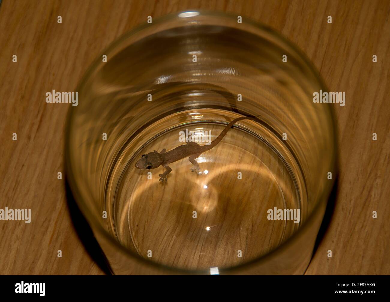 Gecko (Hemidactylus frenatus, maison asiatique gecko, maison Pacifique gecko, gecko mural, lézard maison, lézard lune) piégé dans un verre, Australie. Banque D'Images