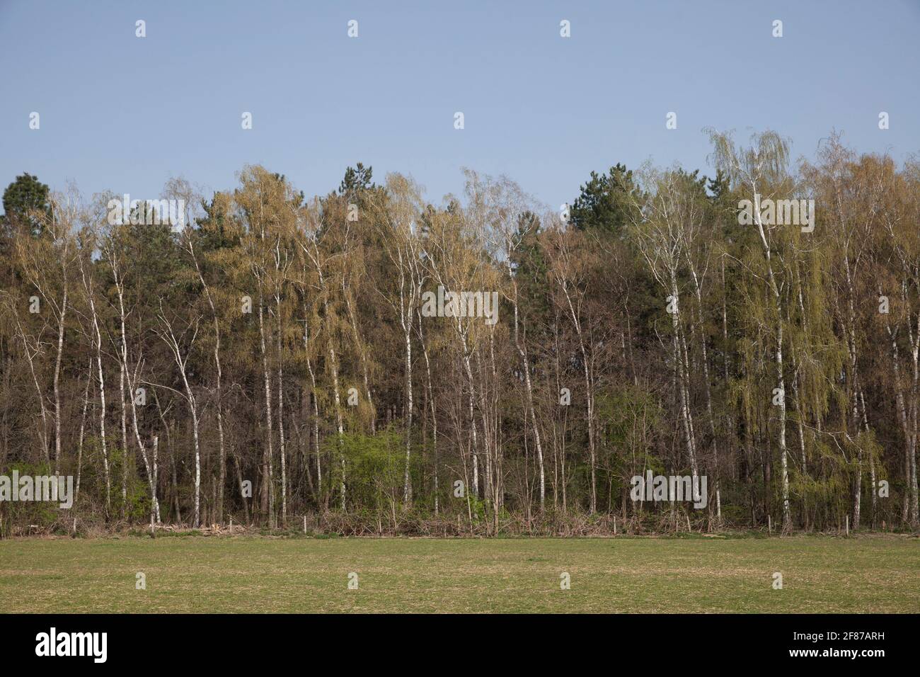 Prés du Rhin et forêt de plaine inondable à Rodenkirchen-Weiss, Cologne, Allemagne. Rheinaue und Auenwald im Weisser Rheinbogen in Rodenkirchen-Weiss, Banque D'Images