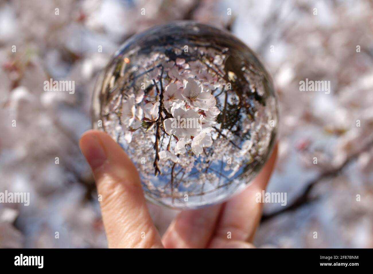 Fleur de cerisier vue à travers une boule de cristal Banque D'Images