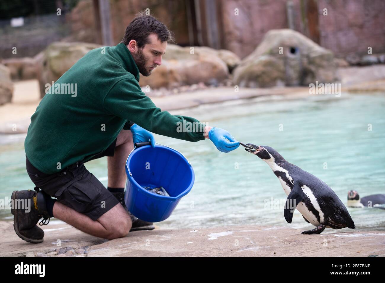 Un gardien nourrit un pingouin avant la réouverture du zoo de Londres à Regent's Park, Londres, alors que l'Angleterre repart vers la normalité avec l'assouplissement supplémentaire des restrictions de verrouillage. Date de la photo: Lundi 12 avril 2021. Banque D'Images