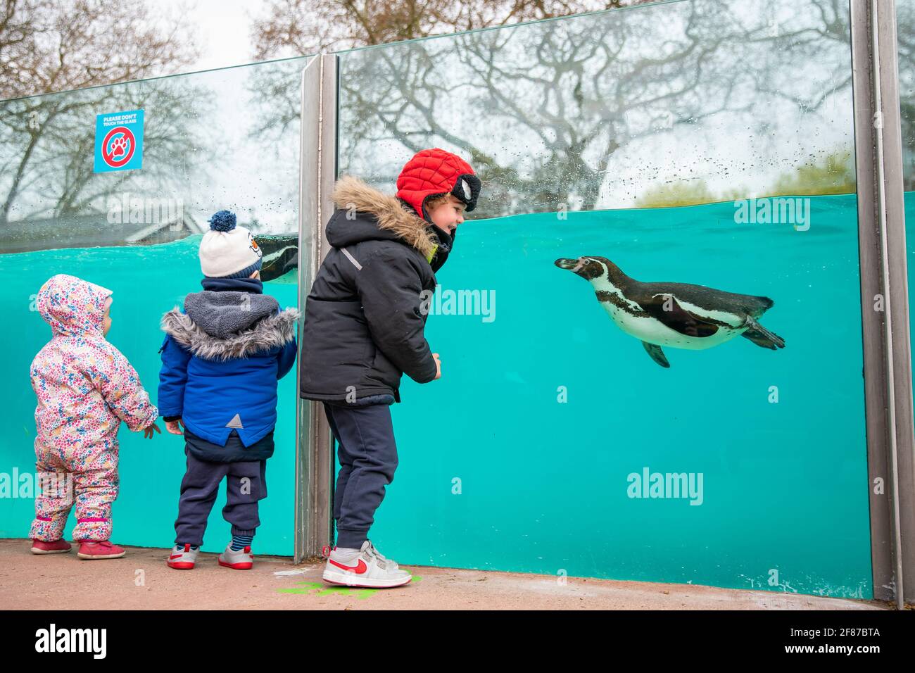 Les enfants visitent les pingouins au zoo de Londres à Regent's Park, Londres, tandis que l'Angleterre repart vers la normalité avec l'assouplissement supplémentaire des restrictions de verrouillage. Date de la photo: Lundi 12 avril 2021. Banque D'Images
