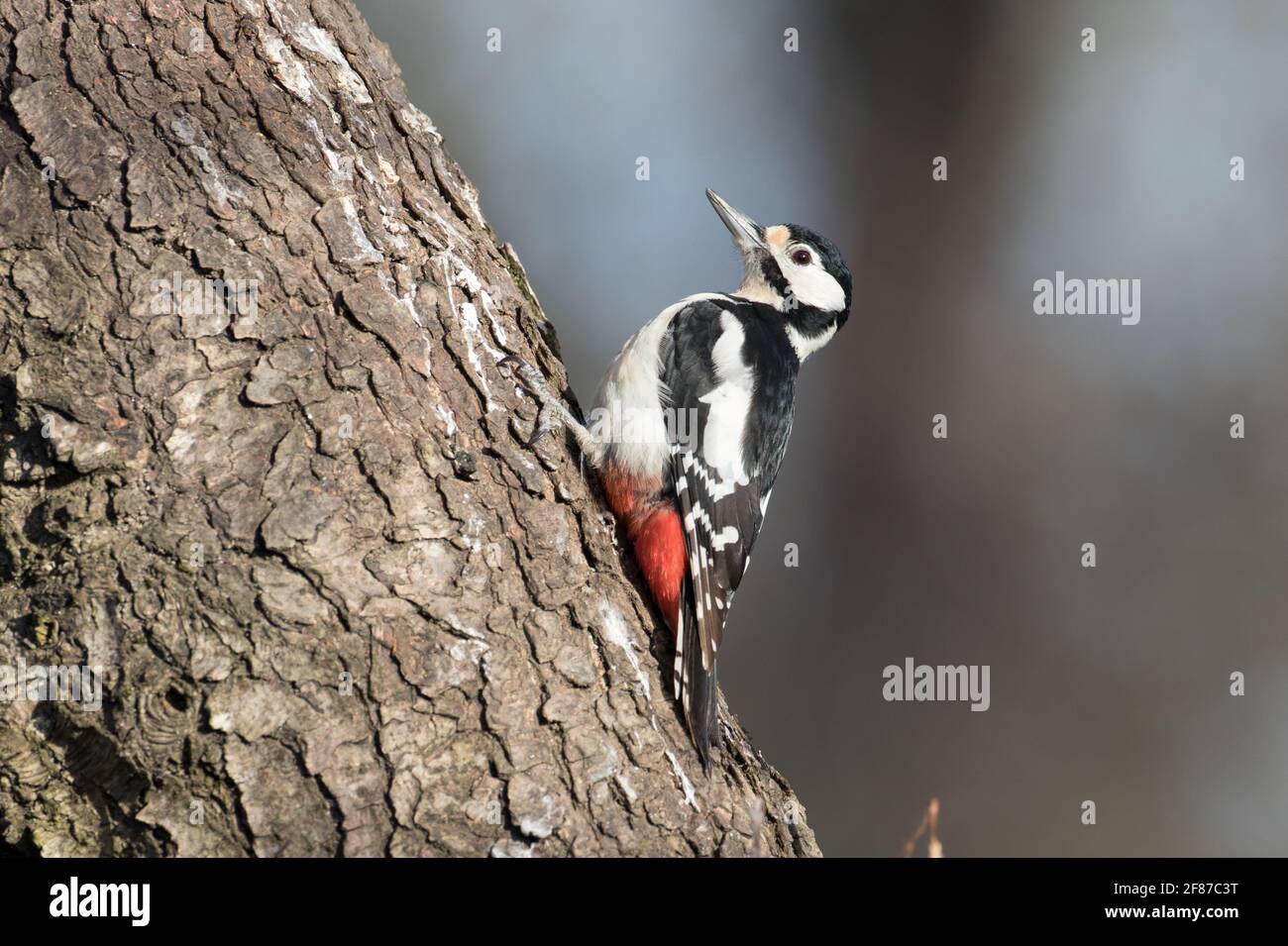 Grand pic à pois, chauve-souris hautes Banque D'Images