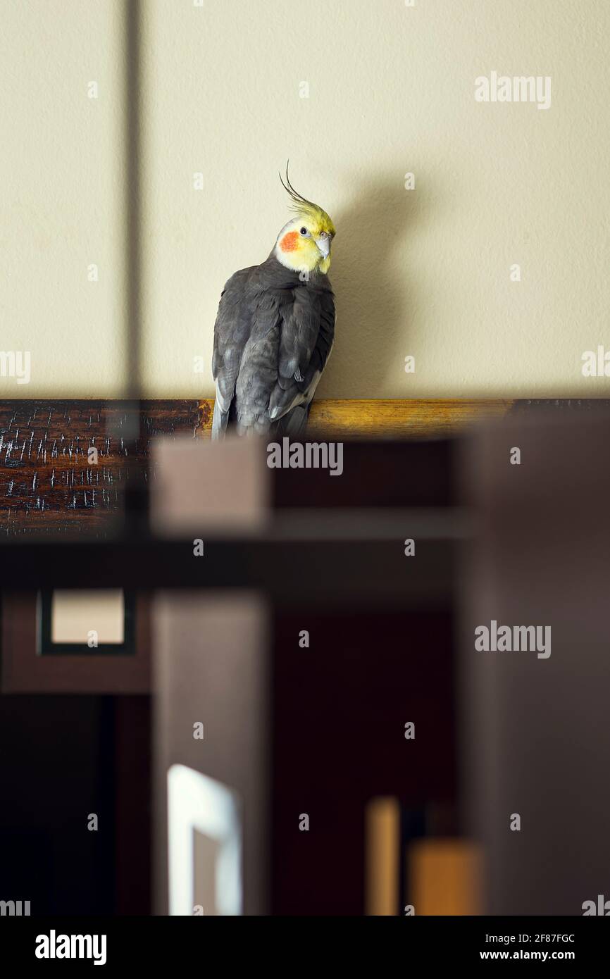 Oiseau nommé Carolina dans un miroir à la maison.la photographie est un cliché vertical et est pris à la maison Banque D'Images