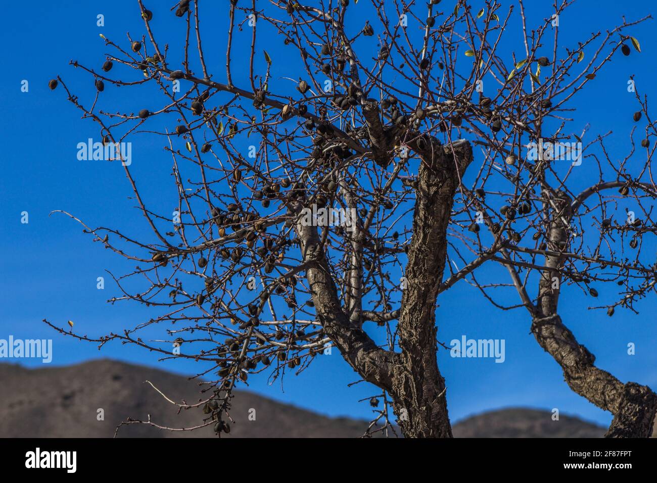 Prunus dulcis, Dead négligé Solitary Almond Tree Banque D'Images