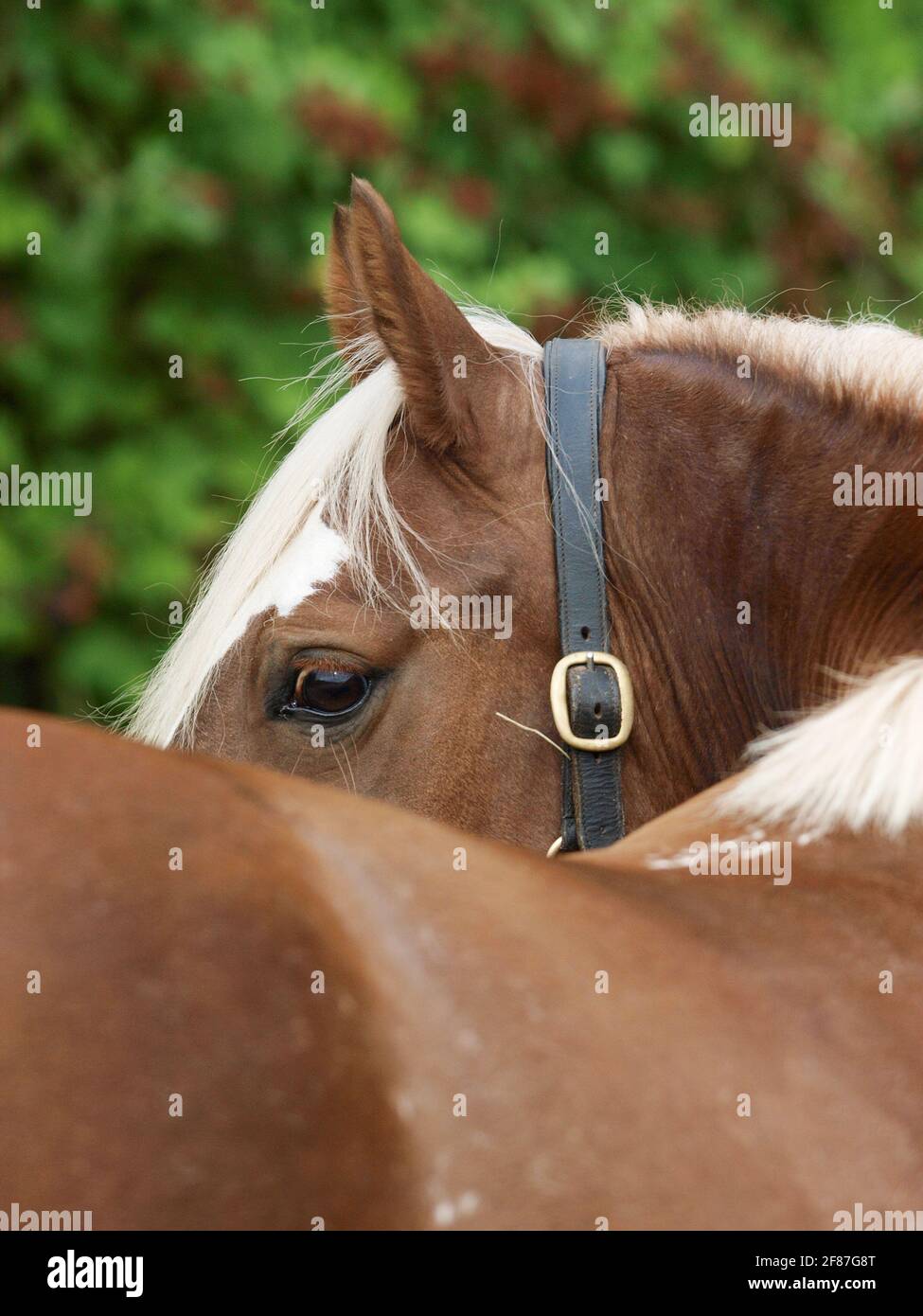 Un résumé tiré de la tête d'un cheval pris de derrière le dos du cheval  Photo Stock - Alamy