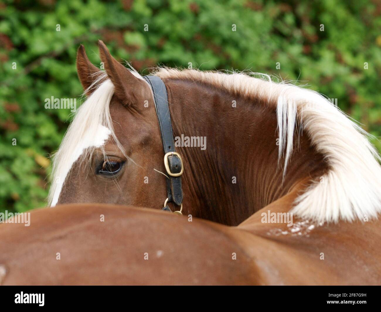 Un résumé tiré de la tête d'un cheval pris de derrière le dos du cheval  Photo Stock - Alamy