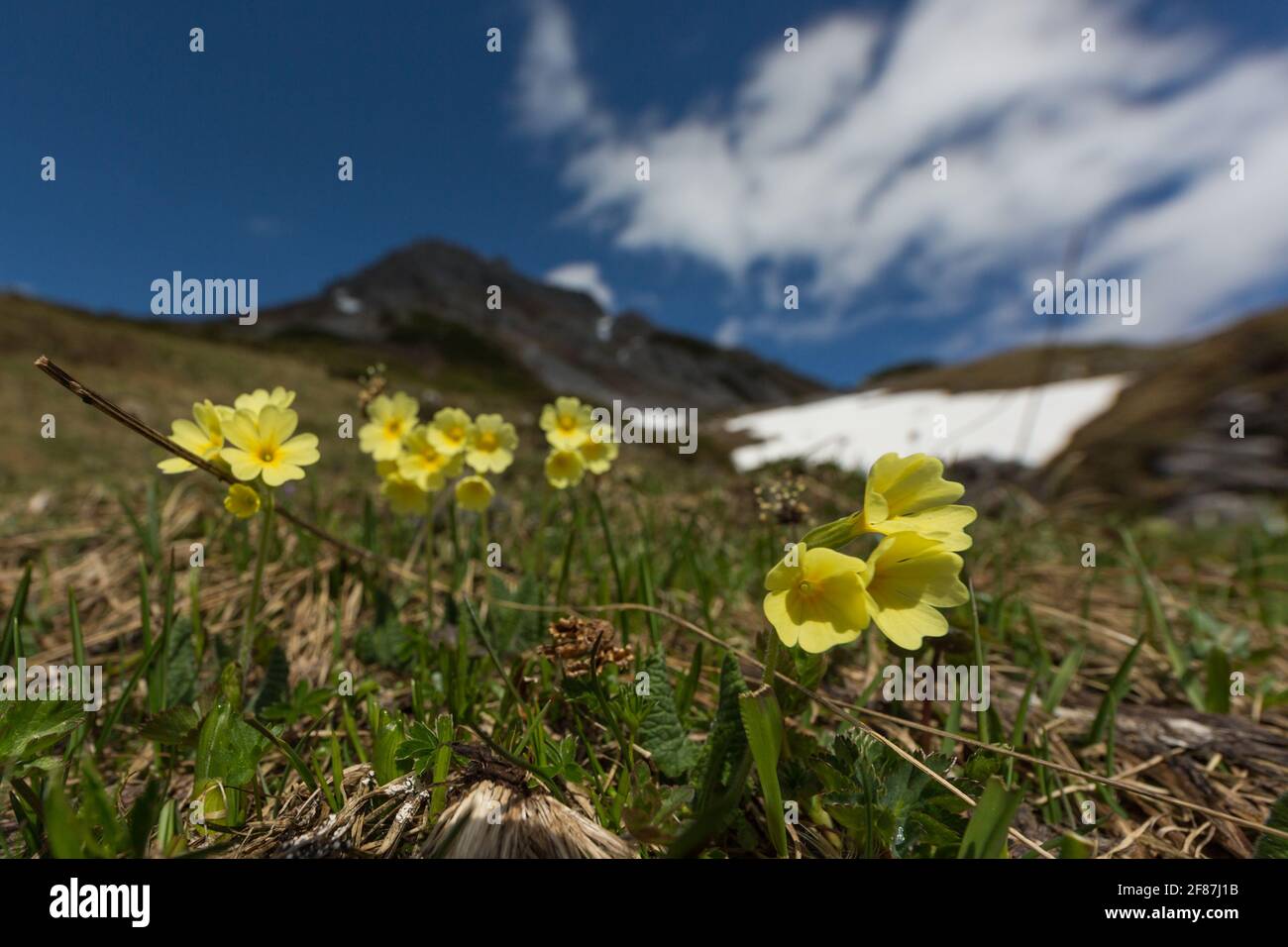 Oxlip (Primula elatior) avec fleur jaune dans la prairie alpine avec ciel bleu Banque D'Images