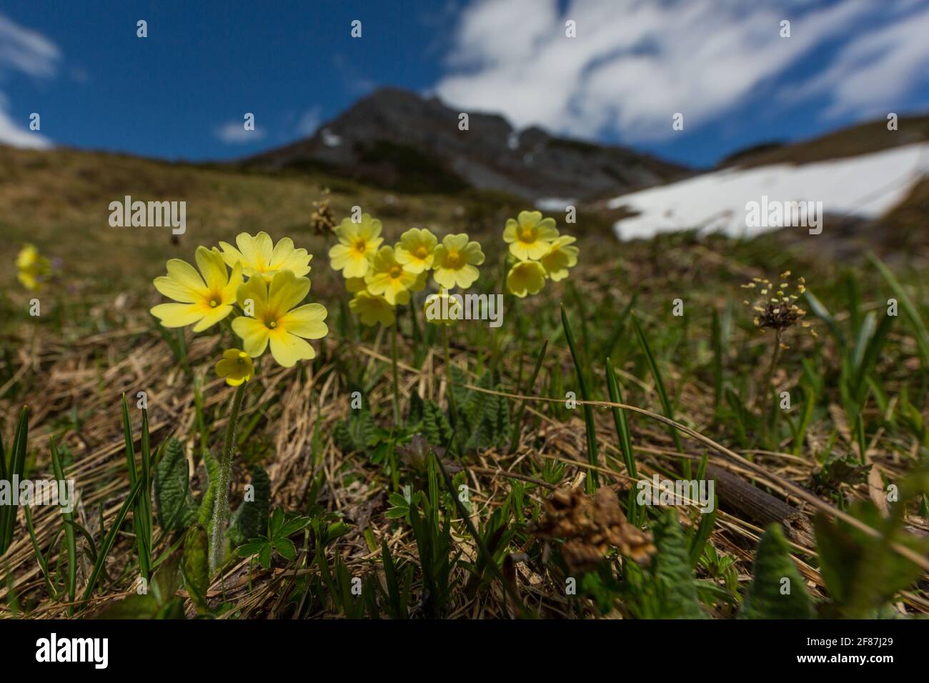 Fleur d'oxlip (Primula elatior) en fleur jaune dans la prairie alpine au printemps Banque D'Images