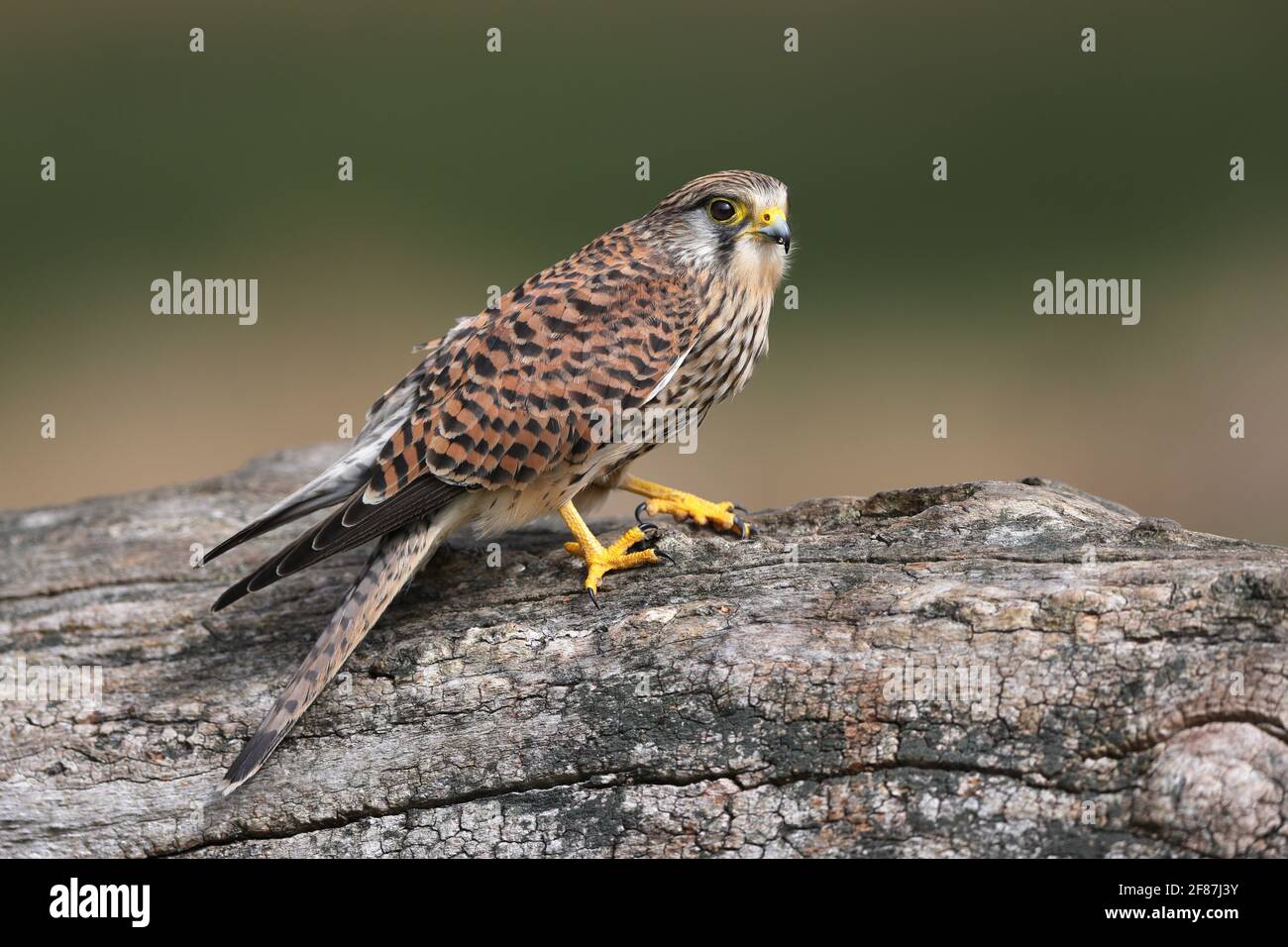 Le faucon crécerelle est un oiseau de proie espèces appartenant au groupe du faucon crécerelle famille Falconidae. Banque D'Images