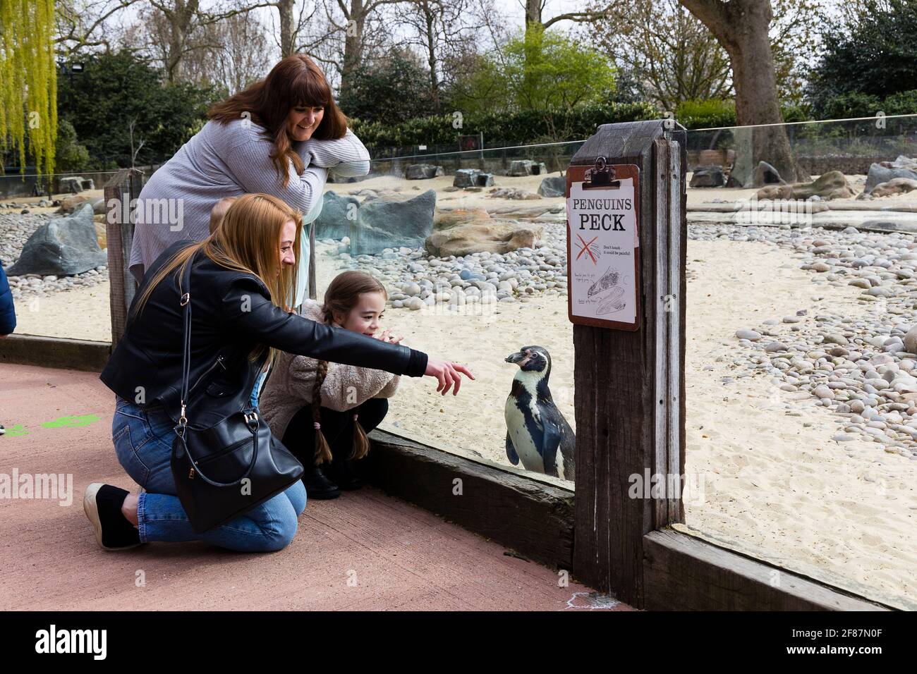 ZSL London Zoo, Londres, Royaume-Uni. Le zoo de Londres ZSL rouvre à la suite de l'assouplissement des restrictions de Covid-19 le 12 avril 2021. Les visiteurs enthousiastes ont obtenu l'un des billets vendus limités pour la réouverture d'aujourd'hui a formé une file d'attente socialement distancée pour entrer dans le parc emblématique de 36 hectares , avant de suivre sans risque l'un des trois itinéraires naturels soigneusement cartographiés à travers le site , Floraison sous le soleil du printemps. Le gardien des pingouins Paul Tayloe Nelson a déclaré : c'est un hiver long et difficile sans nos visiteurs et nous sommes si heureux de voir enfin les gens profiter de la faune et de l'air frais au zoo une fois de plus. Banque D'Images