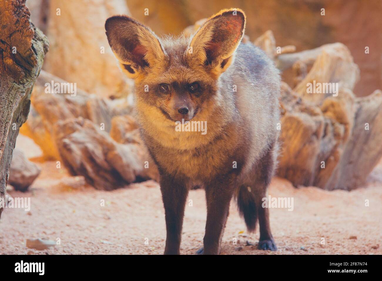 Portrait du renard africain rouge debout immobile Banque D'Images