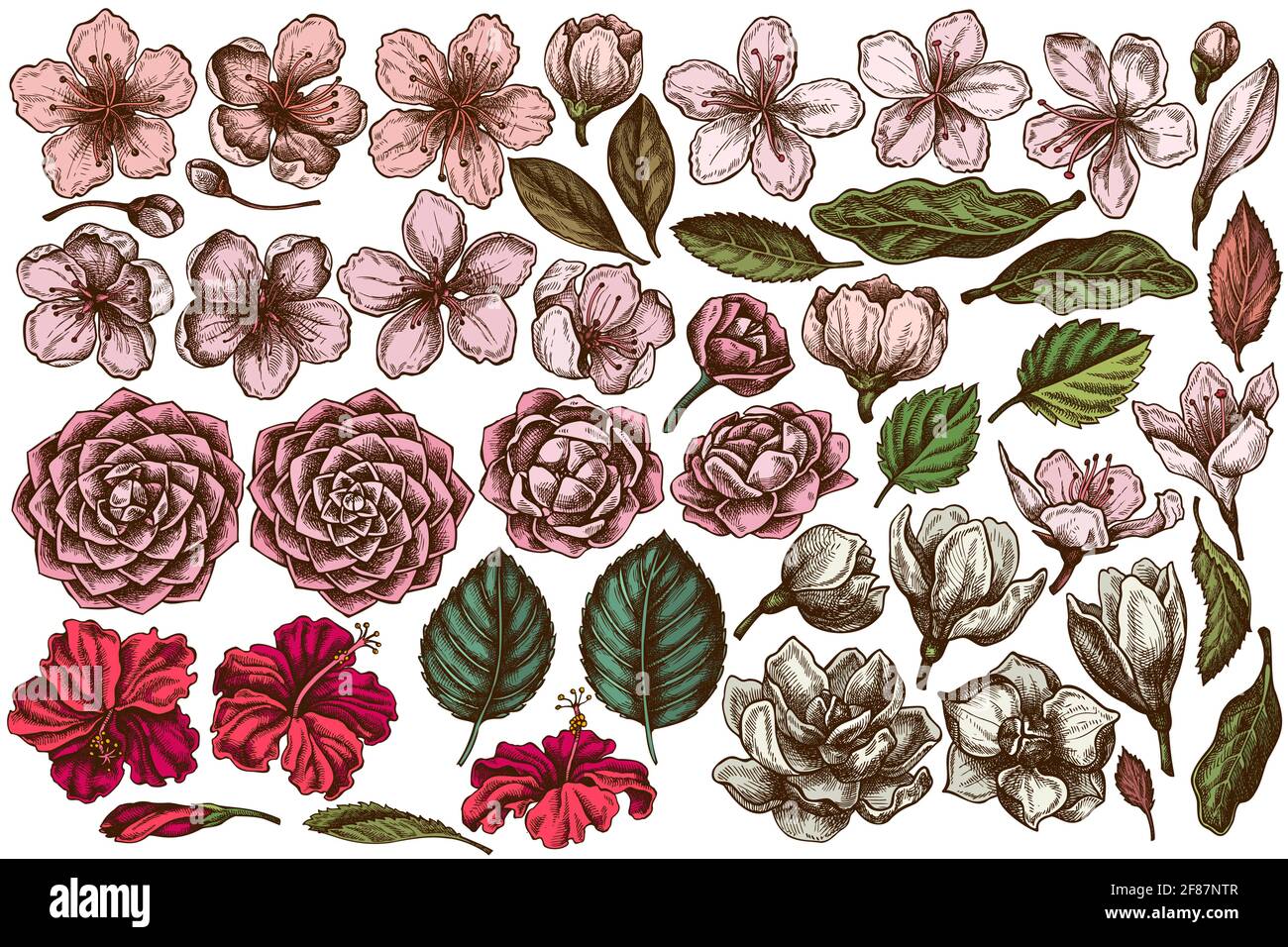 Ensemble vectoriel d'hibiscus de couleur dessinés à la main, fleurs de prune, fleurs de pêche, fleurs de sakura, fleurs de magnolia, camellia japonica Illustration de Vecteur