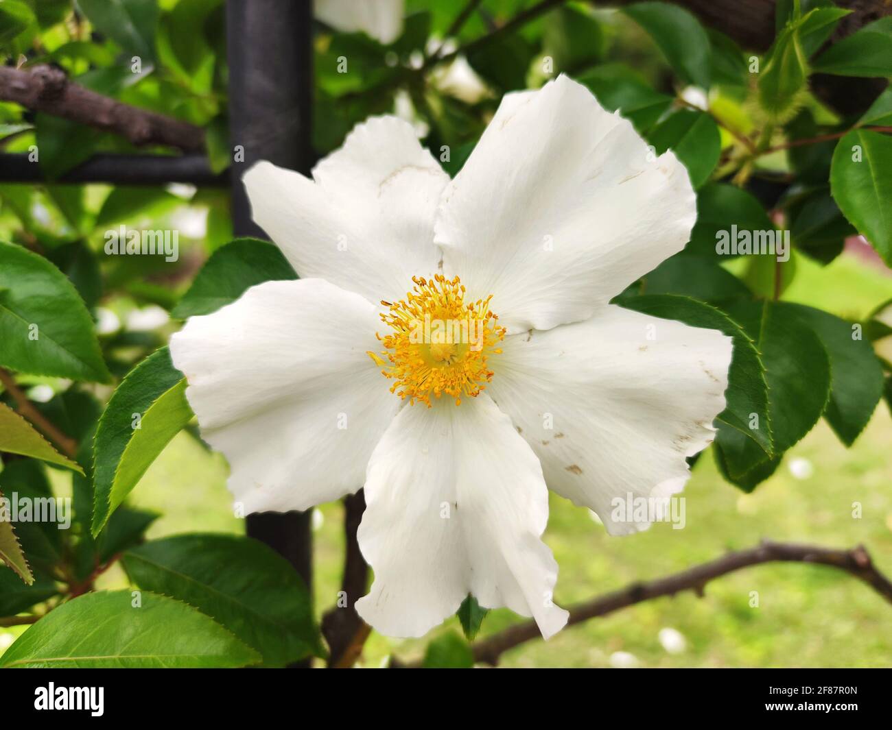 fleur de rosehip blanche et jaune en gros plan Banque D'Images