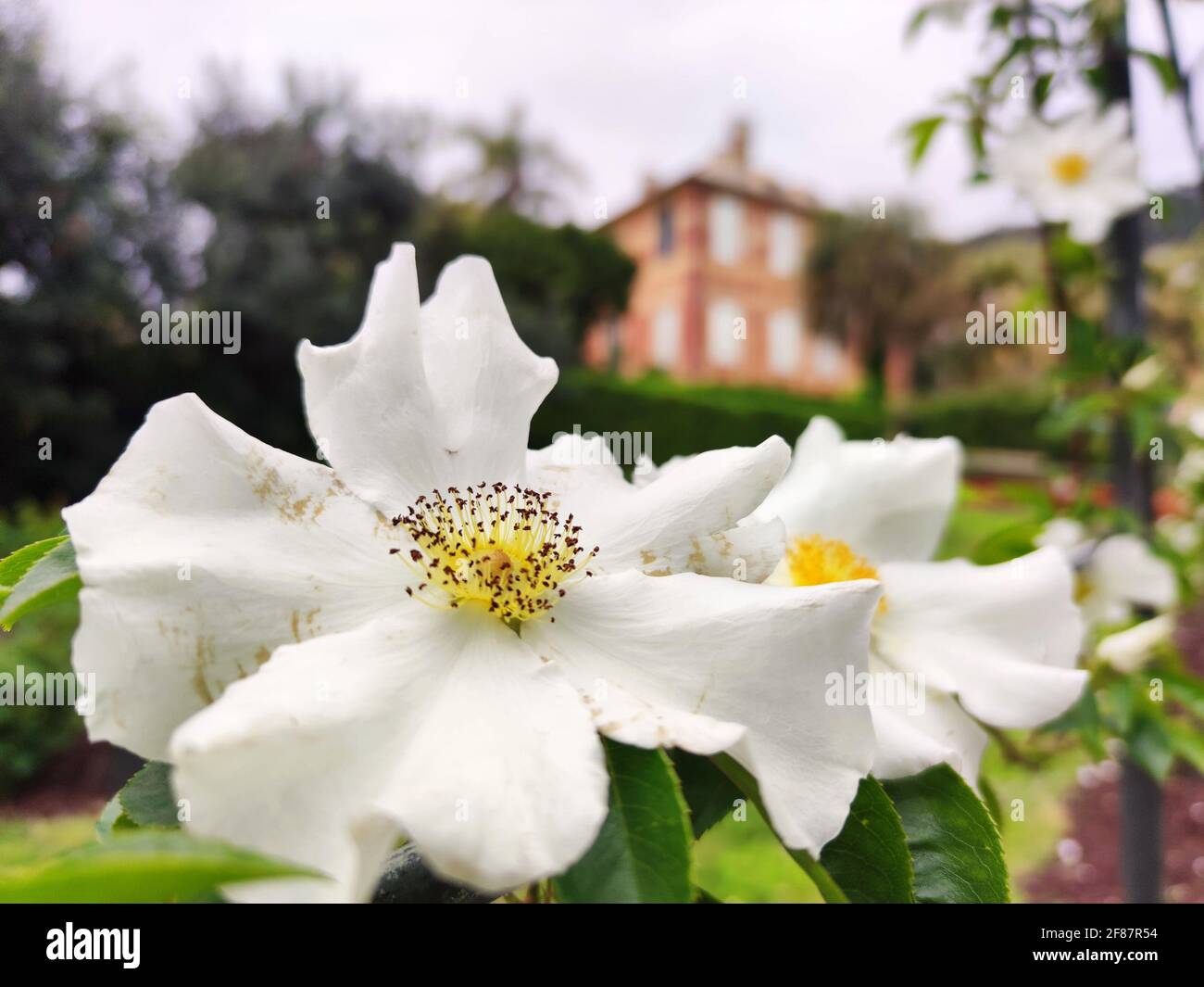 fleur de rosehip blanche et jaune en gros plan Banque D'Images