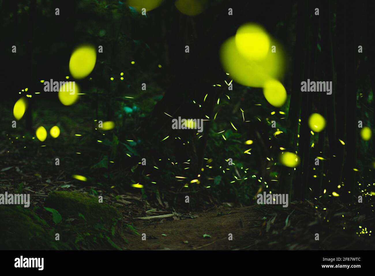des lucioles illuminant la brousse la nuit à taiwan Banque D'Images