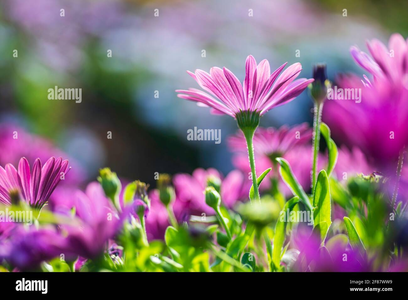 Mise au point sélective. Les fleurs de Marguerite d'afrique violette se rapprochent sur un fond flou Banque D'Images