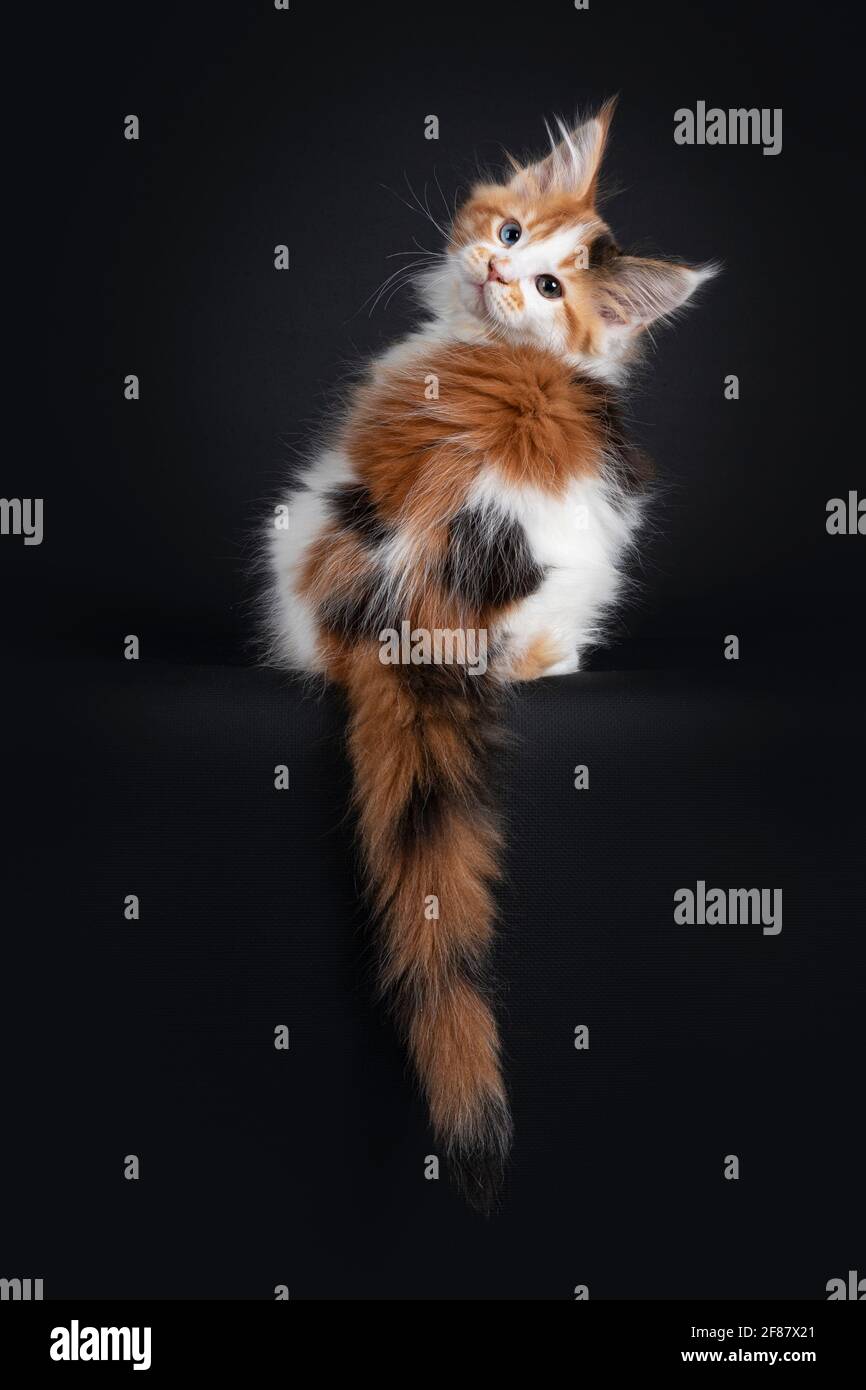 Magnifique Chaton De Chat De Maine Coon Marque Et Etrange Assis En Arriere Sur Le Bord En Regardant L Epaule Vers L Appareil Photo Queue Pendante Du Bord Isoler Photo Stock Alamy