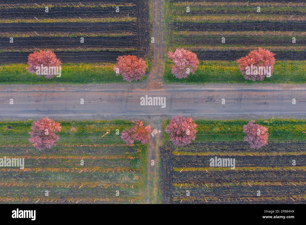 Gyongyostarjan, Hongrie - vue aérienne sur les magnifiques pruniers fleuris par la route. Paysage de lever de soleil de printemps, cerisiers en fleurs. Banque D'Images