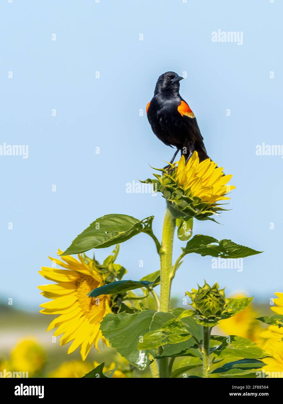 Un oiseau-noir à aigree rouge (Agelaius phoeniceus) assis au sommet d'un tournesol jaune Banque D'Images