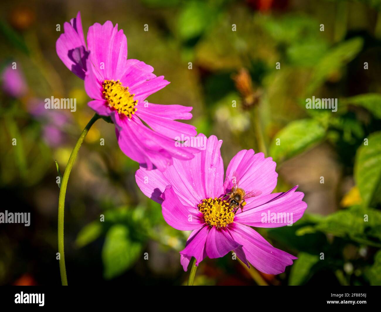 Deux fleurs sauvages de Zinnias aganist un fond sombre Banque D'Images